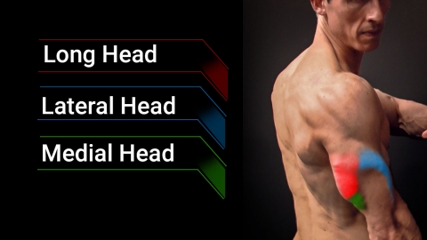 tricep muscles anatomy