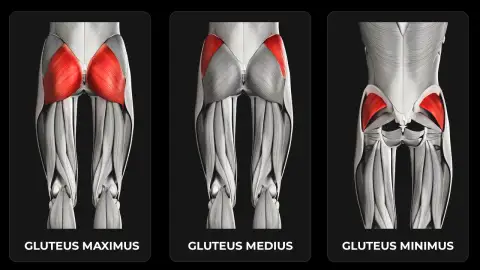 glute muscles anatomy