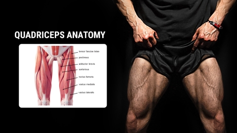 quadriceps anatomy