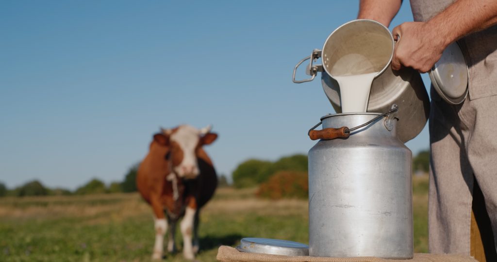 milk protein content